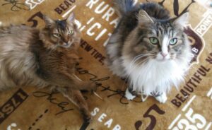 我が家の猫_トトとチー_ノルウェージャンフォレストキャット_ソマリ